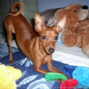 Photo de Pinscher nain