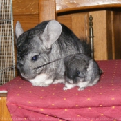 Photo de Chinchilla