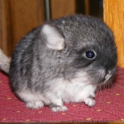 Photo de Chinchilla