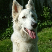 Photo de Berger blanc suisse