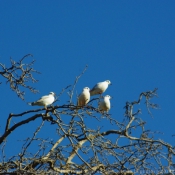 Photo de Mouette