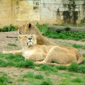 Photo de Lion