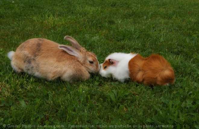 Photo de Races diffrentes