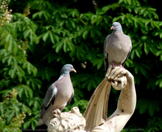 Photo de Pigeon