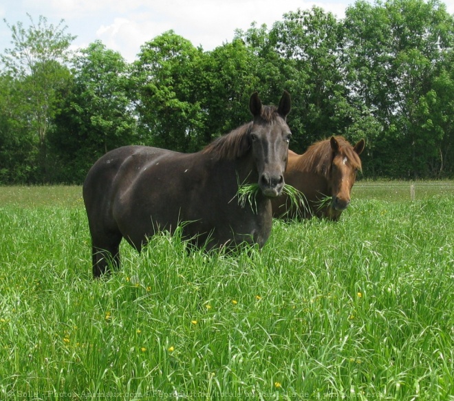 Photo de Races diffrentes