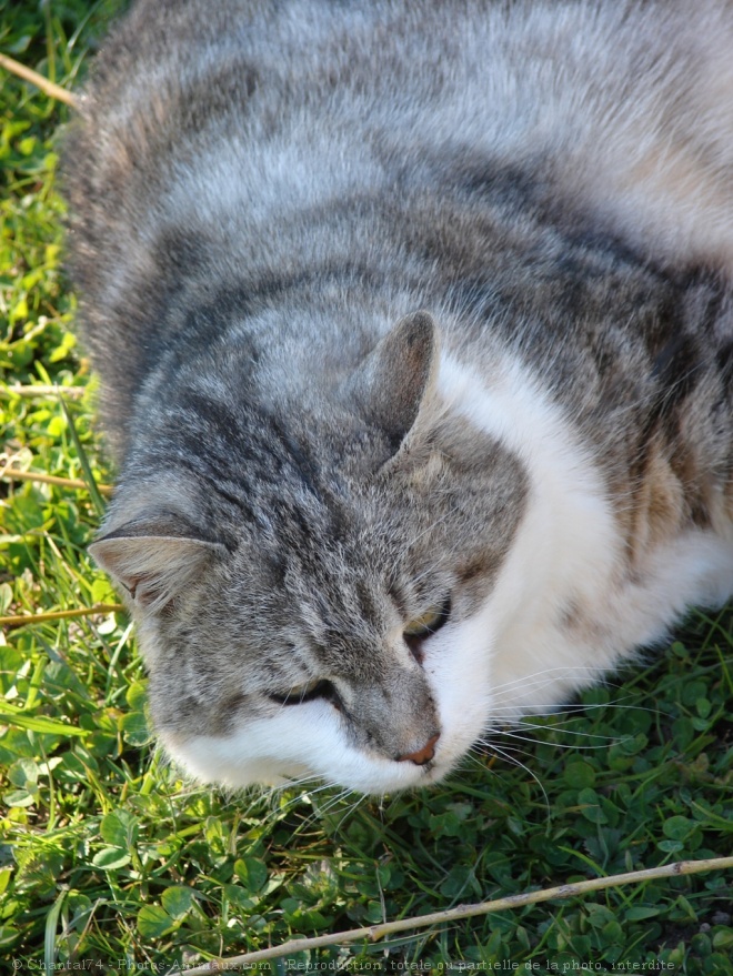 Photo de Chat domestique