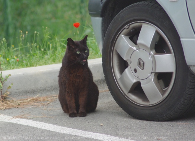 Photo de Chat domestique