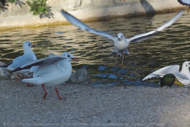 Photo de Mouette