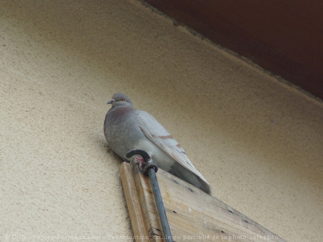 Photo de Pigeon