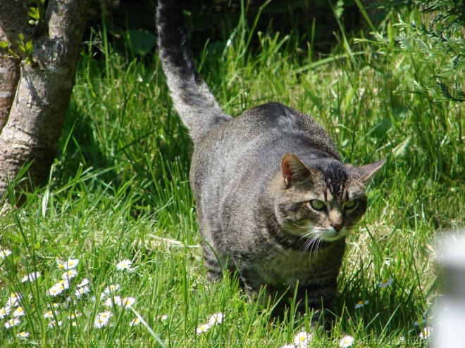 Photo de Chat domestique