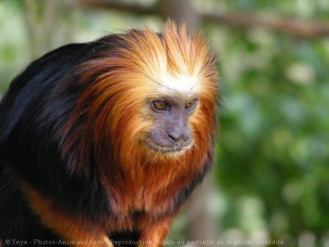 Photo de Singe - tamarin lion  tte dore