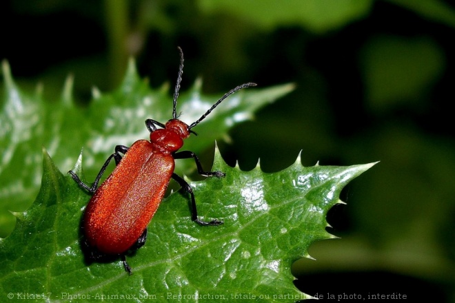 Photo de Pyrochroa serraticornis