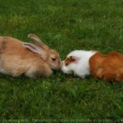 Photo de Races diffrentes