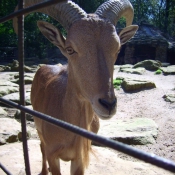 Photo de Mouflon