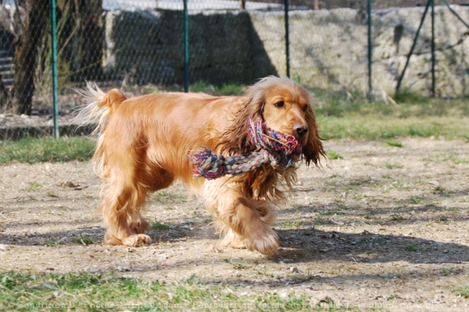 Photo de Cocker anglais