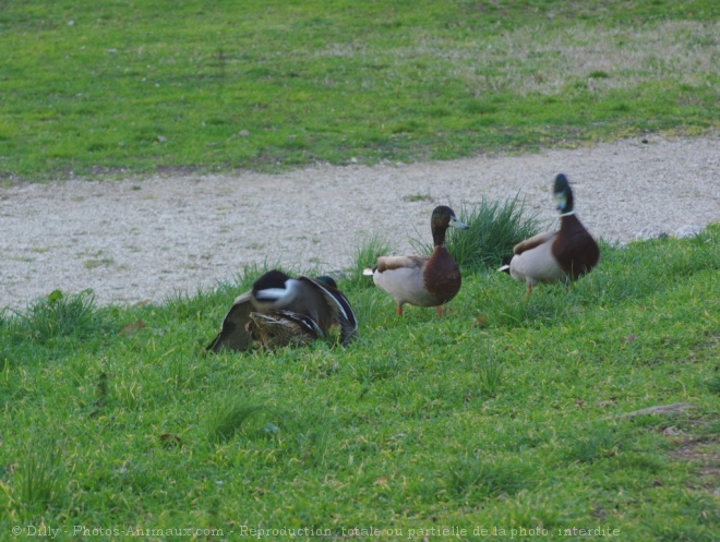 Photo de Canard colvert