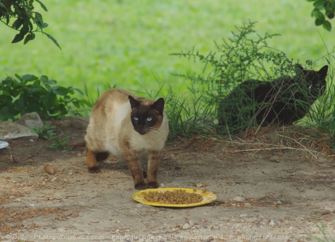 Photo de Chat domestique