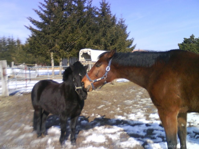 Photo de Races diffrentes