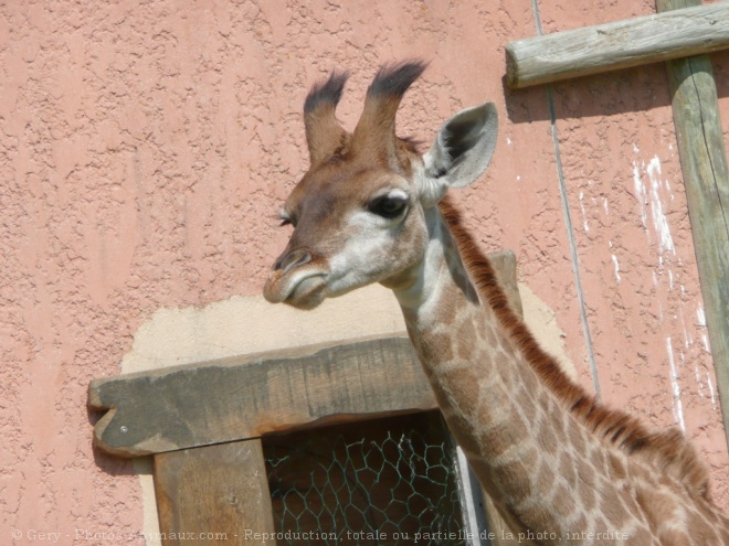 Photo de Girafe