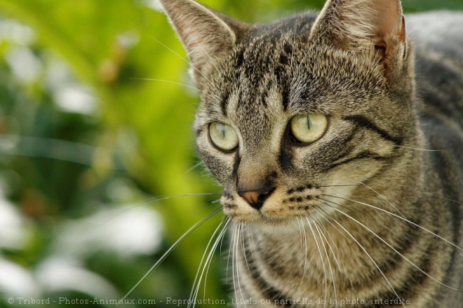 Photo de Chat domestique