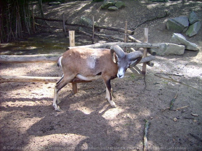 Photo de Mouflon