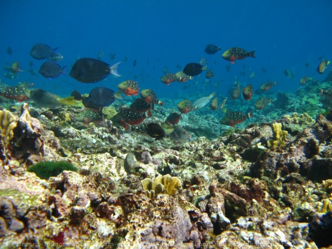 Photo de Poissons exotiques