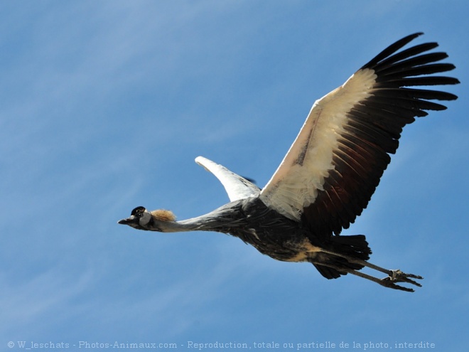 Photo de Grue couronne