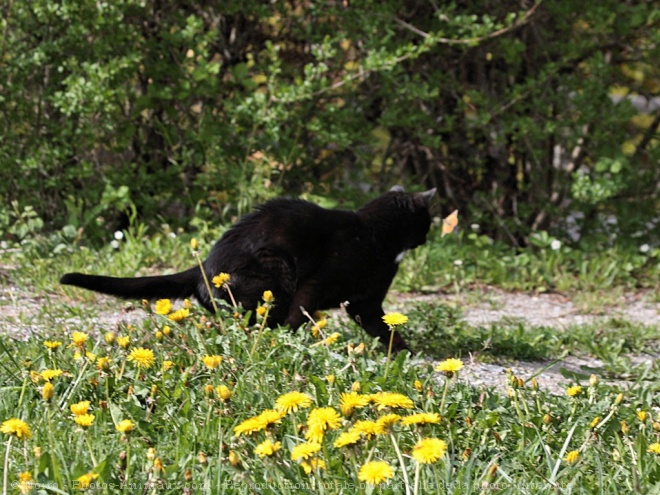 Photo de Chat domestique