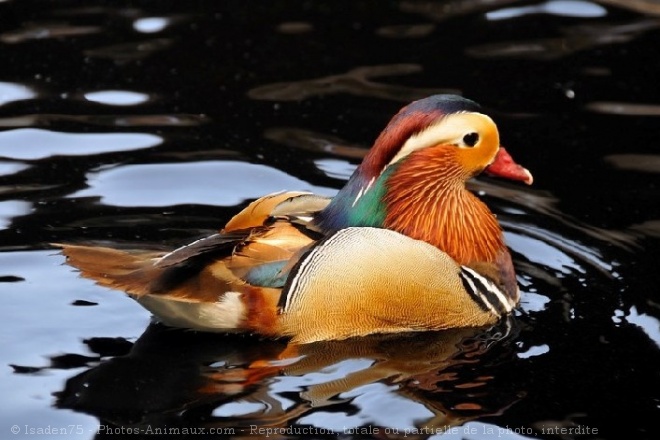 Photo de Canard mandarin