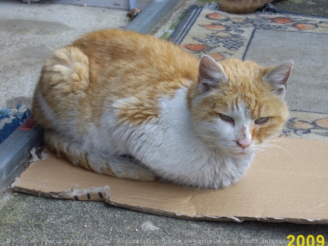 Photo de Chat domestique