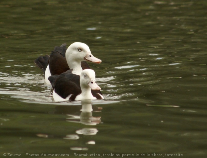 Photo de Canard