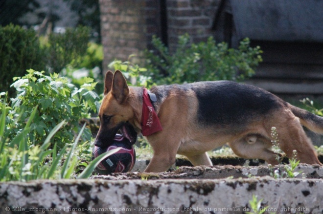 Photo de Berger allemand  poil court