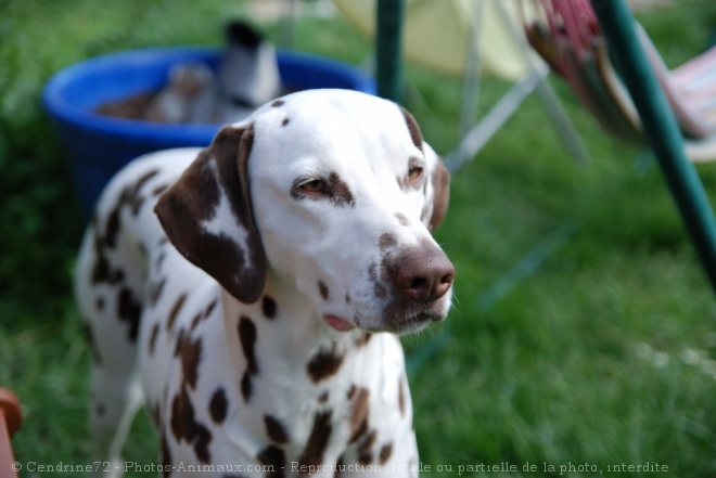 Photo de Dalmatien