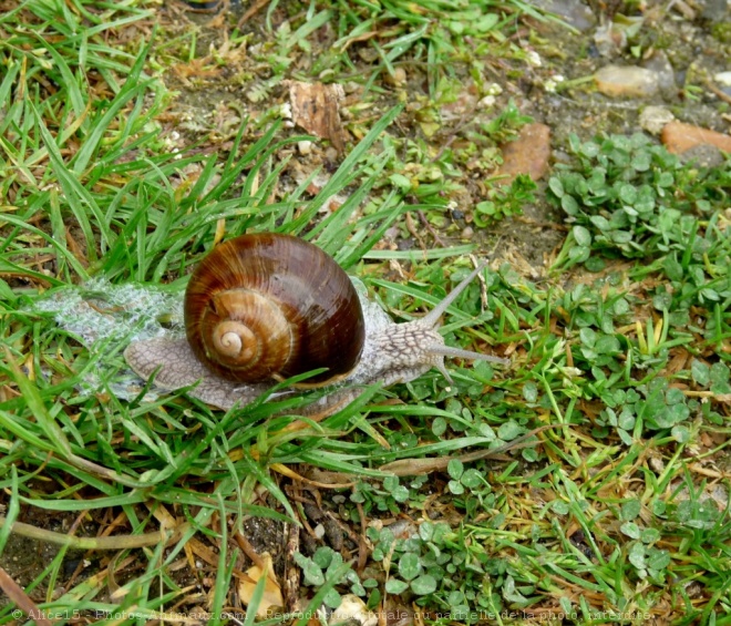 Photo d'Escargot