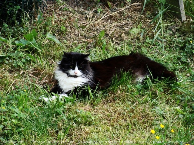 Photo de Chat domestique