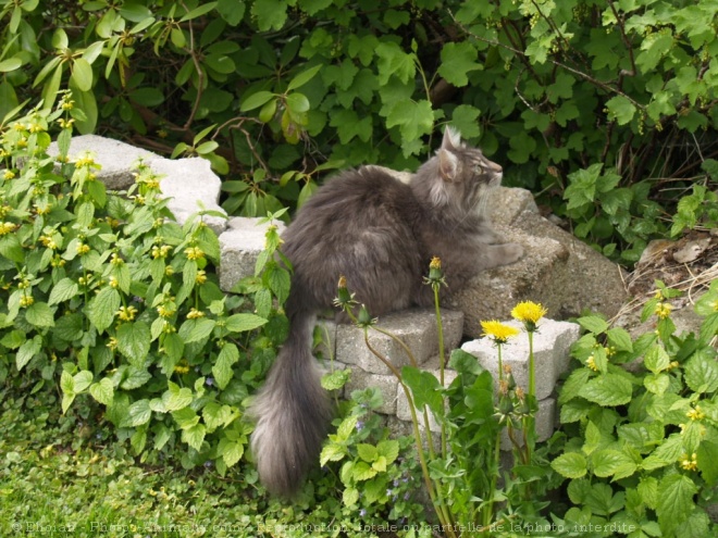 Photo d'Angora turc