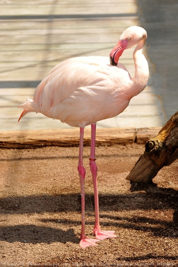 Photo de Flamand rose