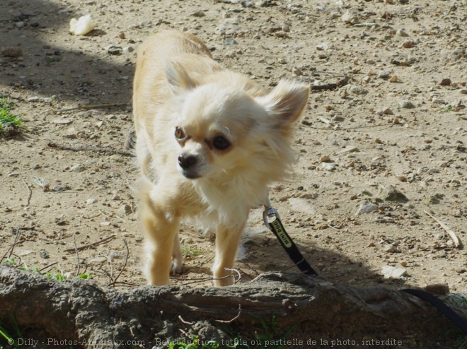 Photo de Chihuahua  poil long