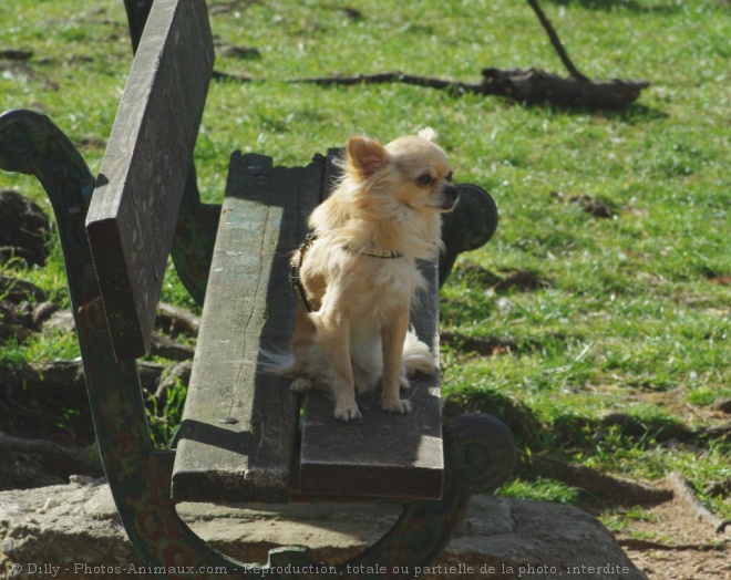 Photo de Chihuahua  poil long