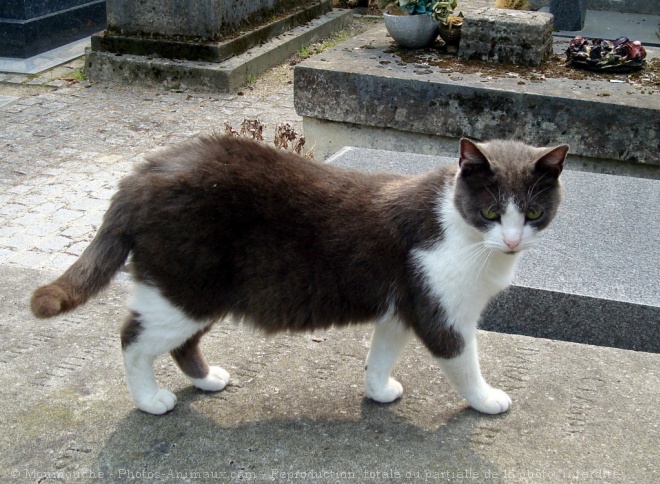 Photo de Chat domestique