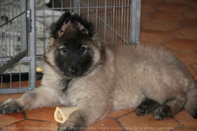 Photo de Berger belge tervueren