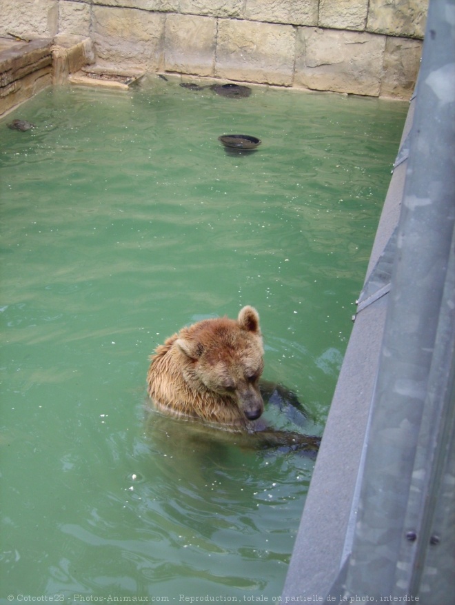 Photo d'Ours