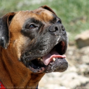 Photo de Boxer