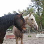 Photo de Races diffrentes