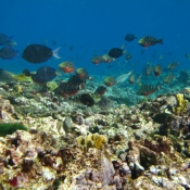 Photo de Poissons exotiques