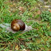 Photo d'Escargot