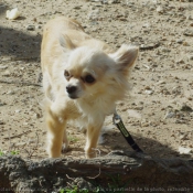 Photo de Chihuahua  poil long