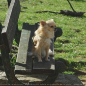 Photo de Chihuahua  poil long