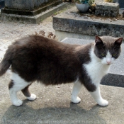 Photo de Chat domestique