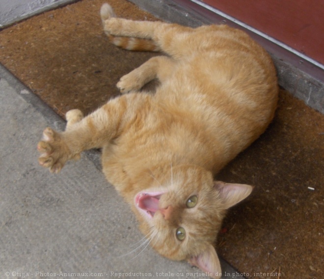 Photo de Chat domestique